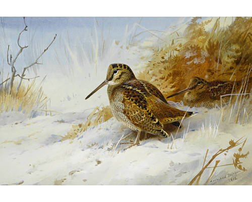 Winter Woodcock painting by Archibald Thorburn, Archibald Thorburn wildlife artist, Archibald Thorburn paintings for sale,